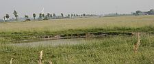 Tauteich in der Nähe von Poppenbüll auf Eiderstedt