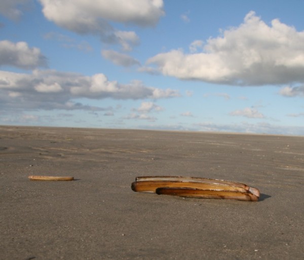 Schwertmuschel an Strand von St. Peter-Ording