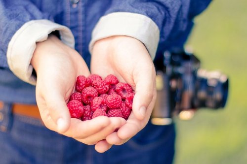 Himbeeren Vollerwiek Himbeeren Vollerwiek