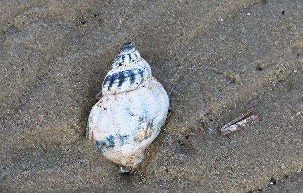 Wellhornschnecke Wellhornschnecke