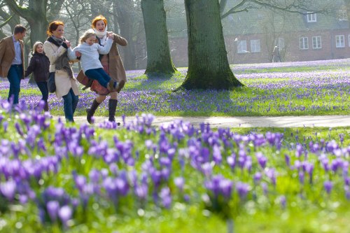 Krokusblüte Husum Schlosspark