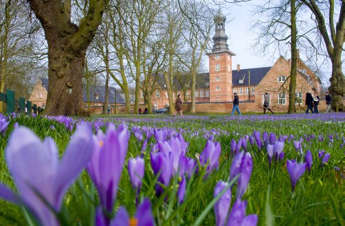 Krokusblüte Husum Schlosspark